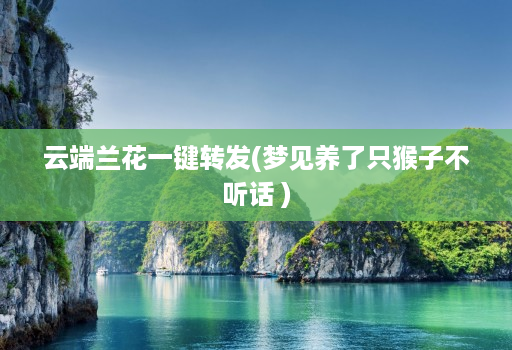 云端兰花一键转发(梦见养了只猴子不听话 )