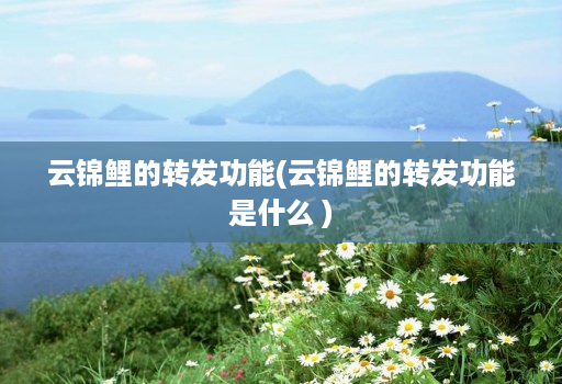 云锦鲤的转发功能(云锦鲤的转发功能是什么 )